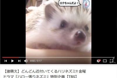 ハリネズミ