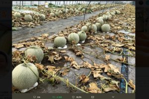 メロン畑に除草剤撒かれ6600玉廃棄…担当者が語る周囲の反響とは