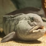 オオカミウオ