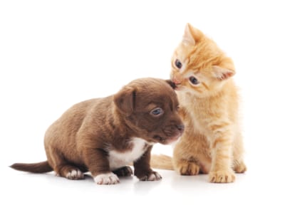 子犬と子猫