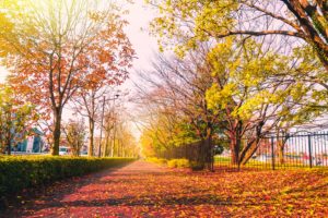 快適な季節！　花粉症で春がダメな人の「秋だけ」好きに思わず納得