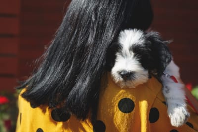 犬