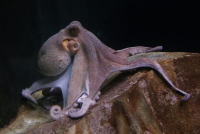 タコ