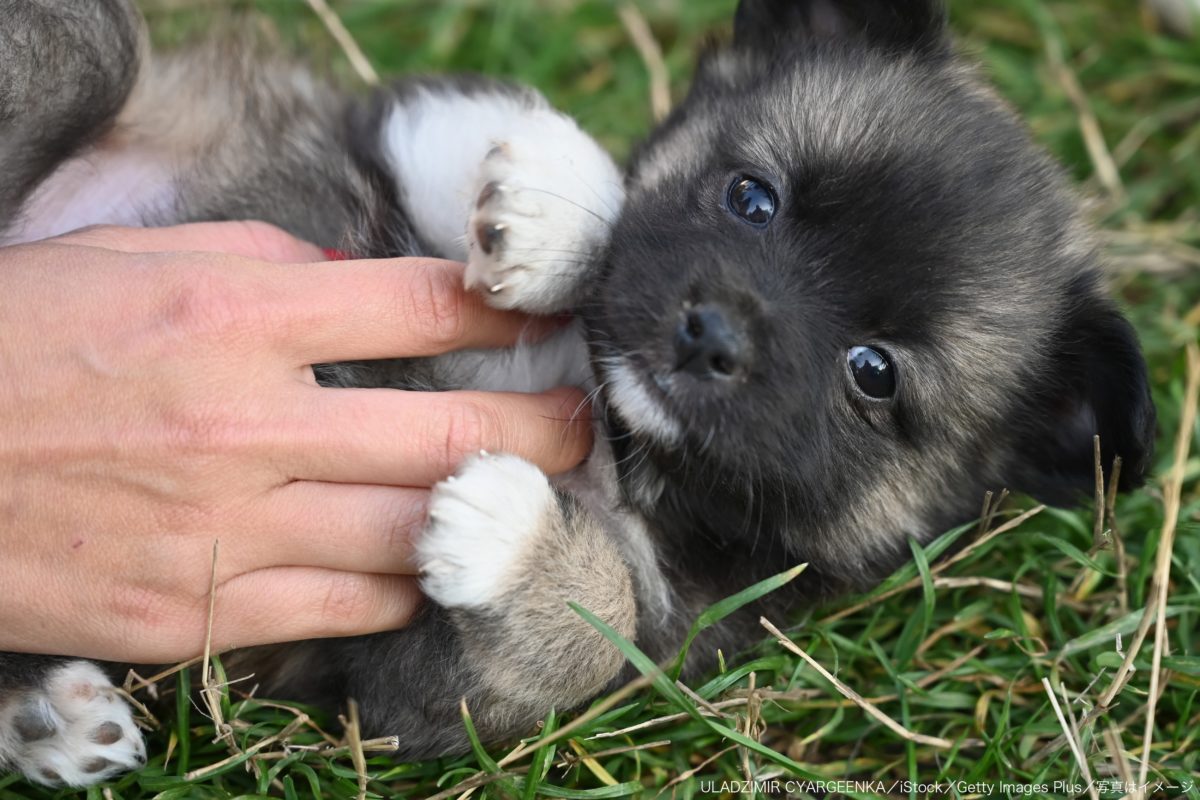 子犬