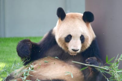 パンダ