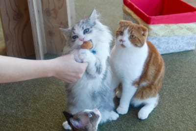 ネコ