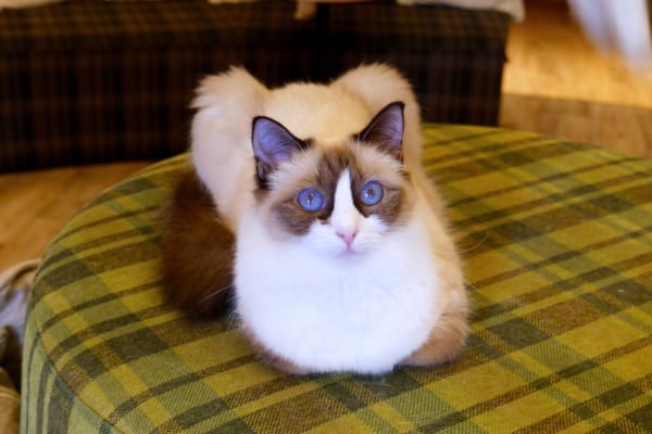 猫カフェMOCHA