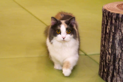 猫カフェMOCHA