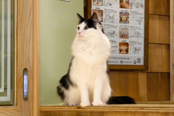 sirabee20180201mocha5