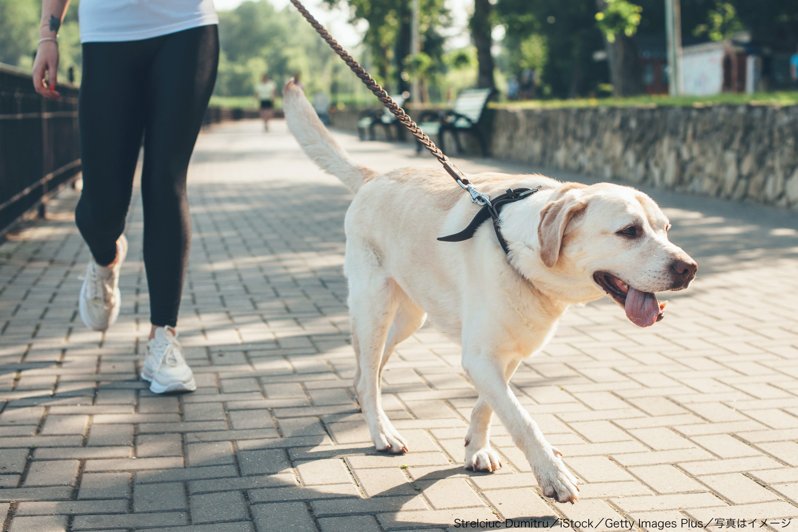 フリマに犬を連れてくる感覚がわからない と疑問 投稿に賛否が相次ぐ Sirabee