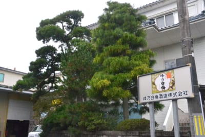 峰乃白梅