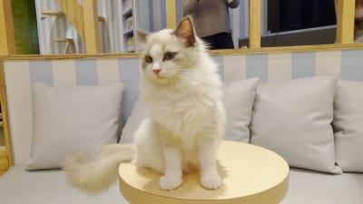 買物疲れも吹っ飛ぶ イオンレイクタウンの猫カフェは子供と一緒に楽しめる ニュースサイトしらべぇ