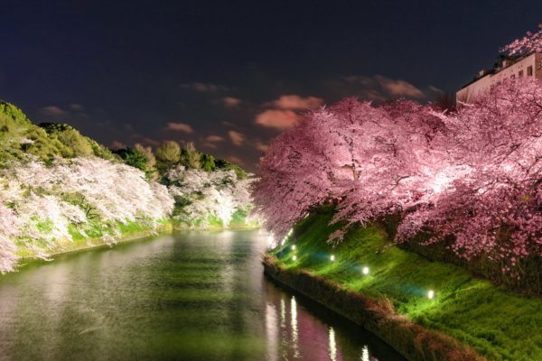 夜桜