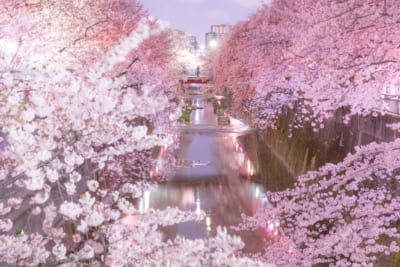 sirabee20180320hanami000