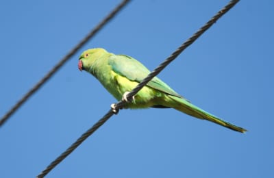 ワカケホンセイインコ