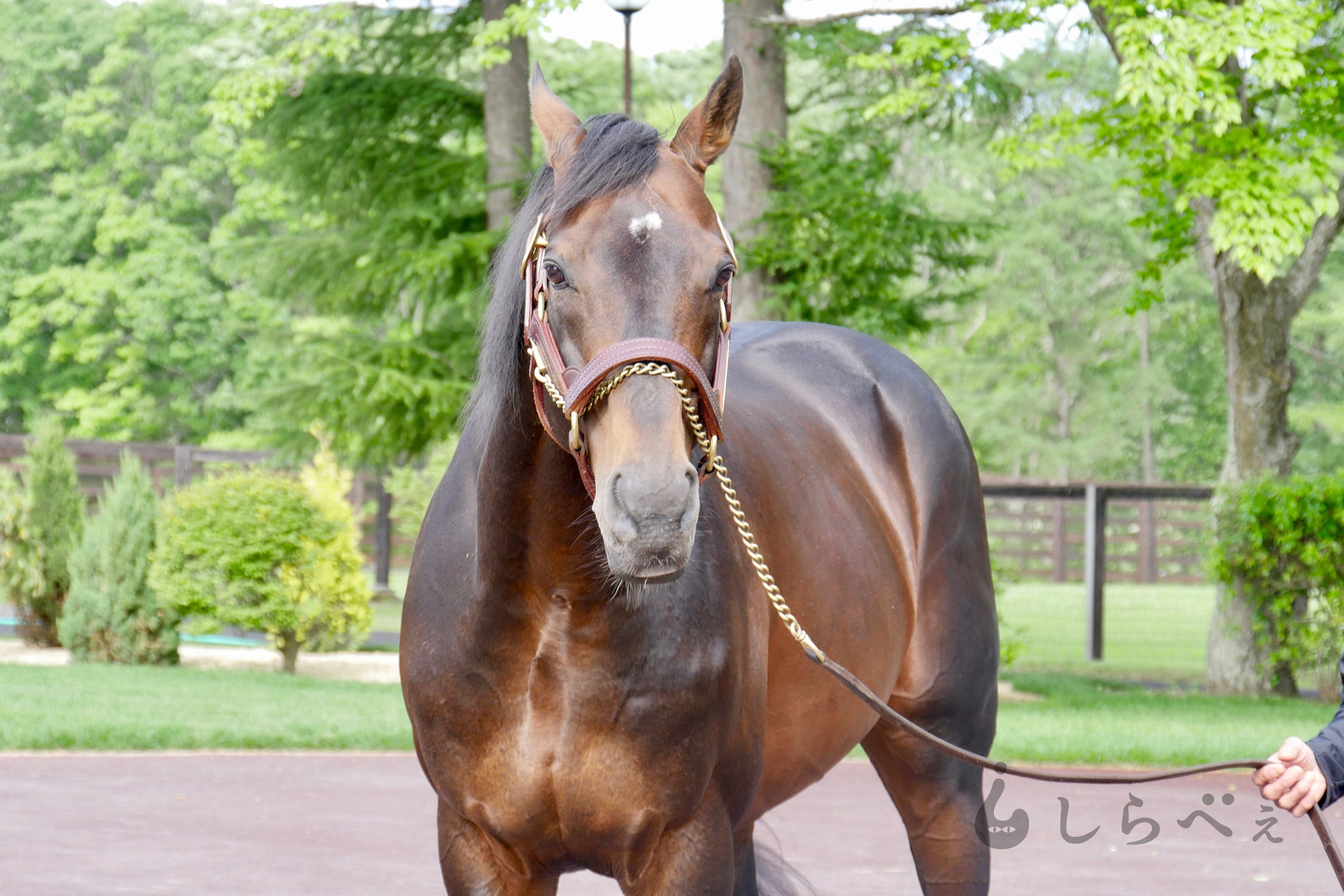 三冠馬 ディープインパクト死す 競馬ファン 平成最強の馬だった ニュースサイトしらべぇ