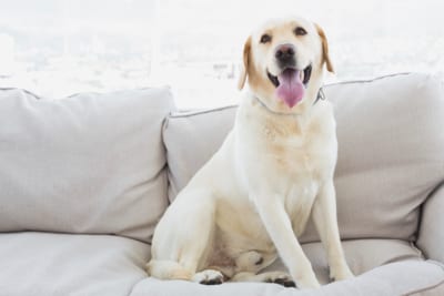 犬