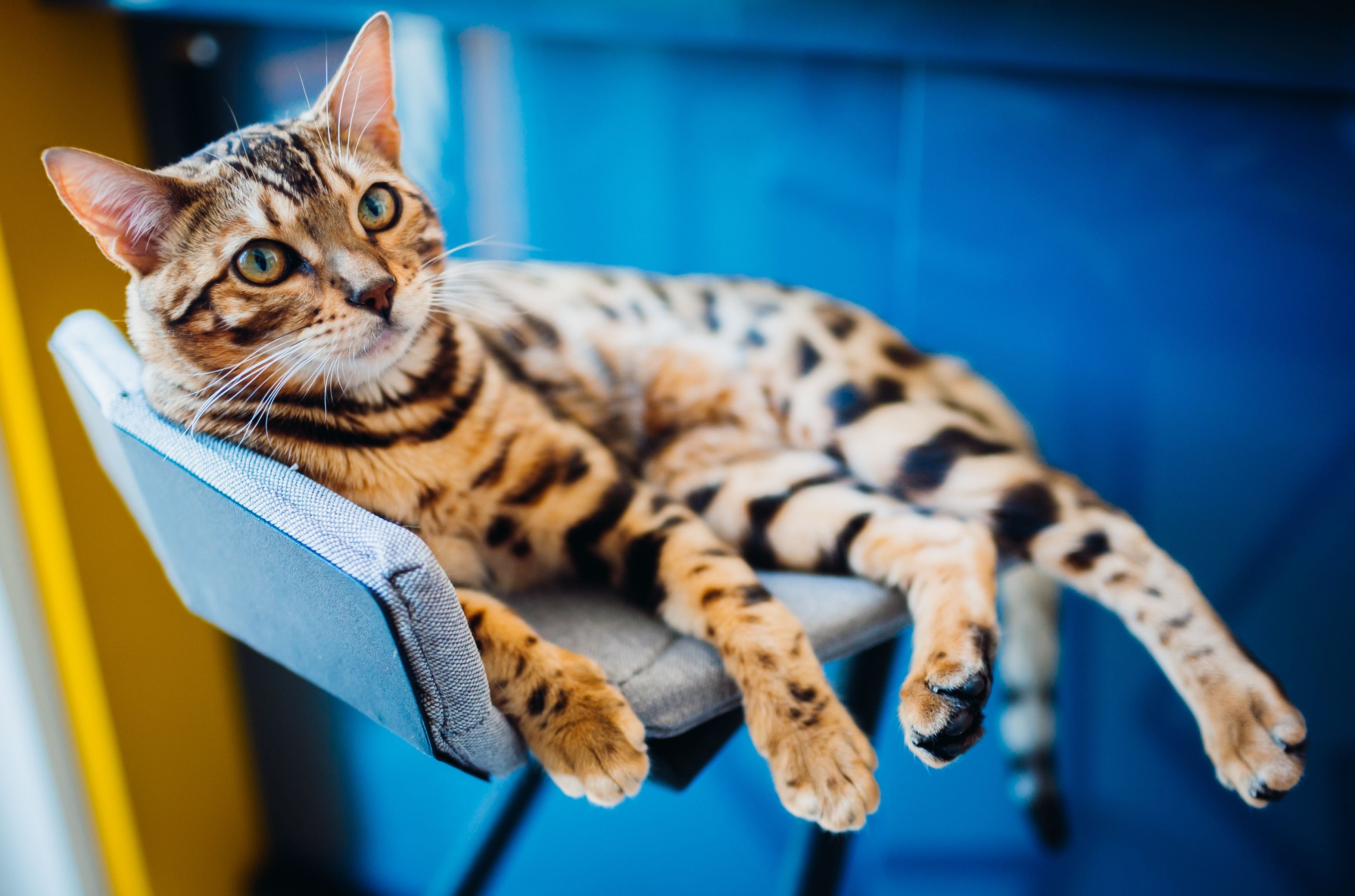 猫