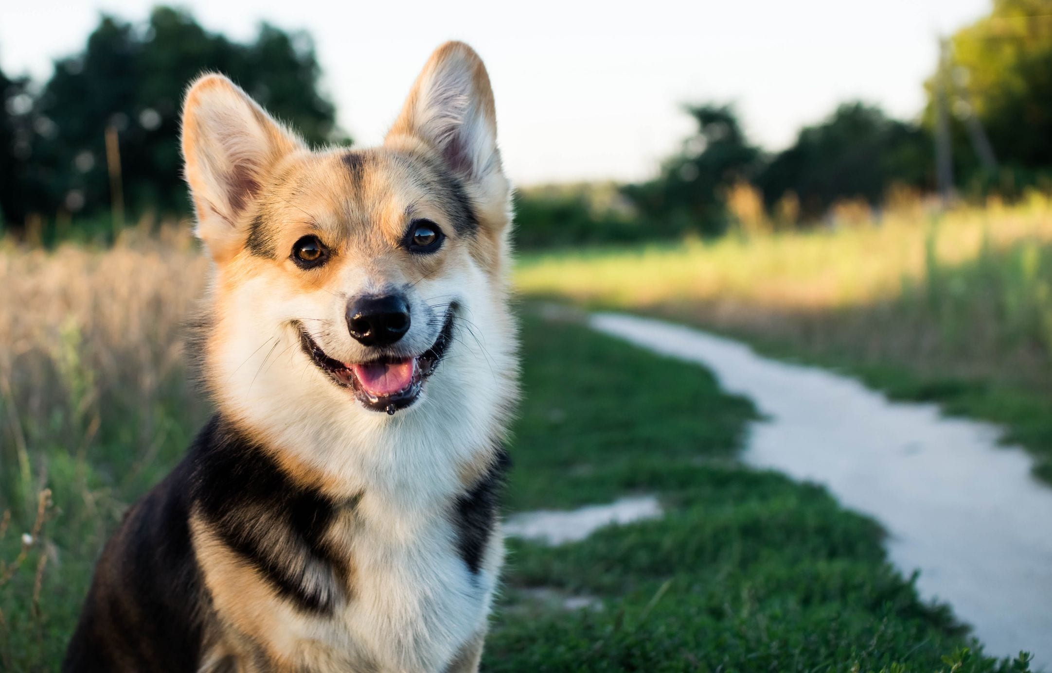 Dog 1. Собака улыбается. Улыбчивая собака. Улыбающийся пес. Улыбка щенка.