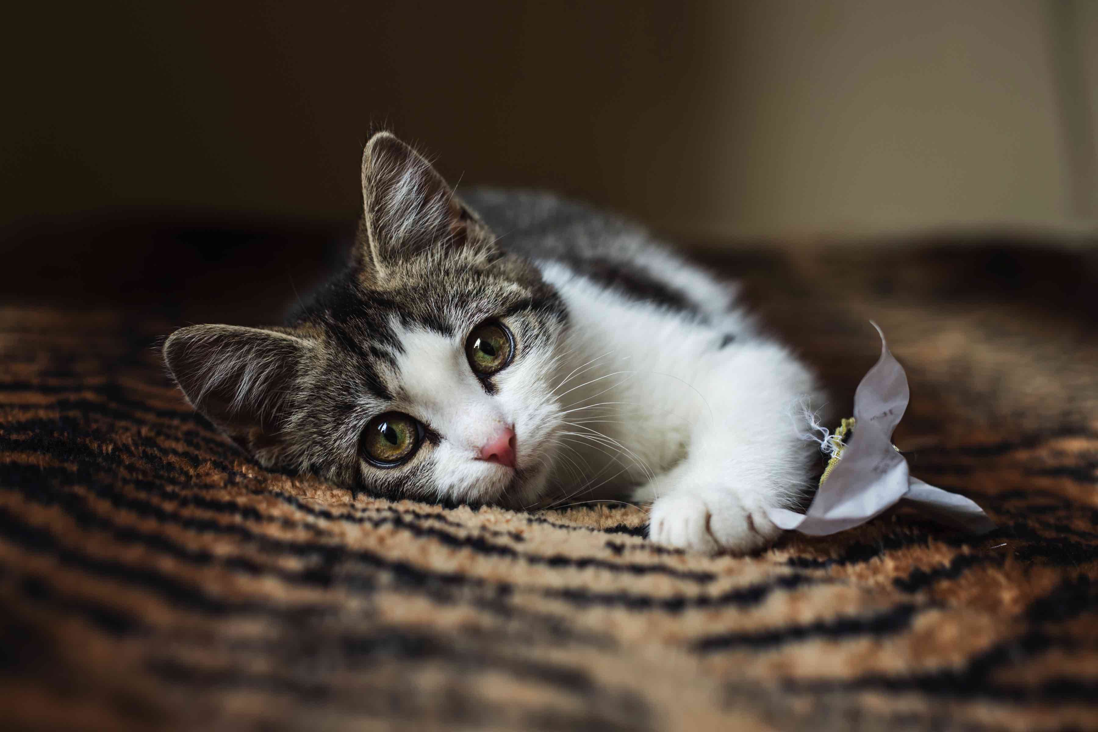 子猫