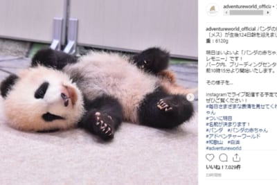 パンダの赤ちゃん