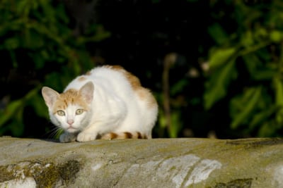公園の猫