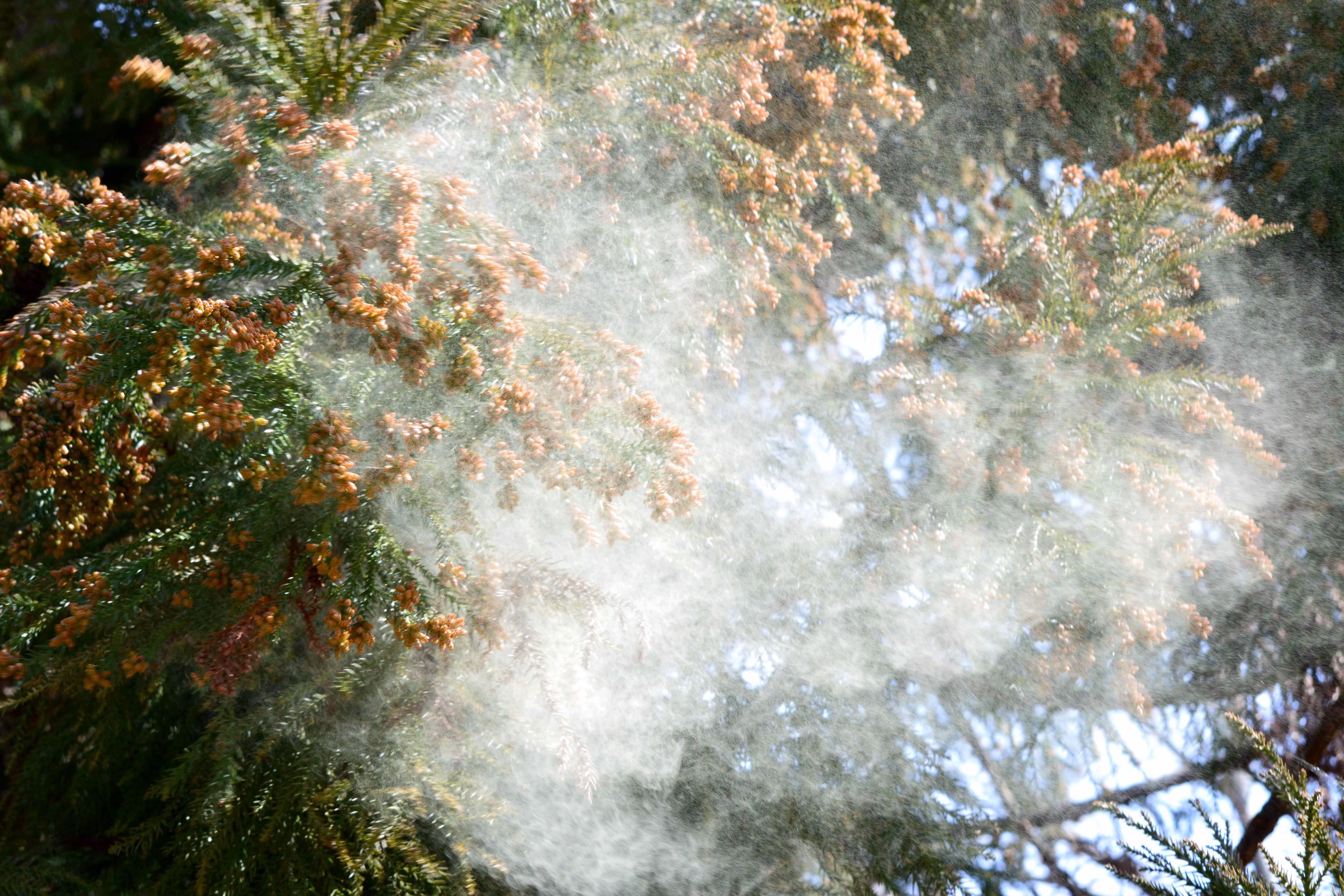 Пыль пыльца. Кипарис пыльца. Пыльца деревьев. Аллергия на пыльцу кипариса. Пыльца и пыль.