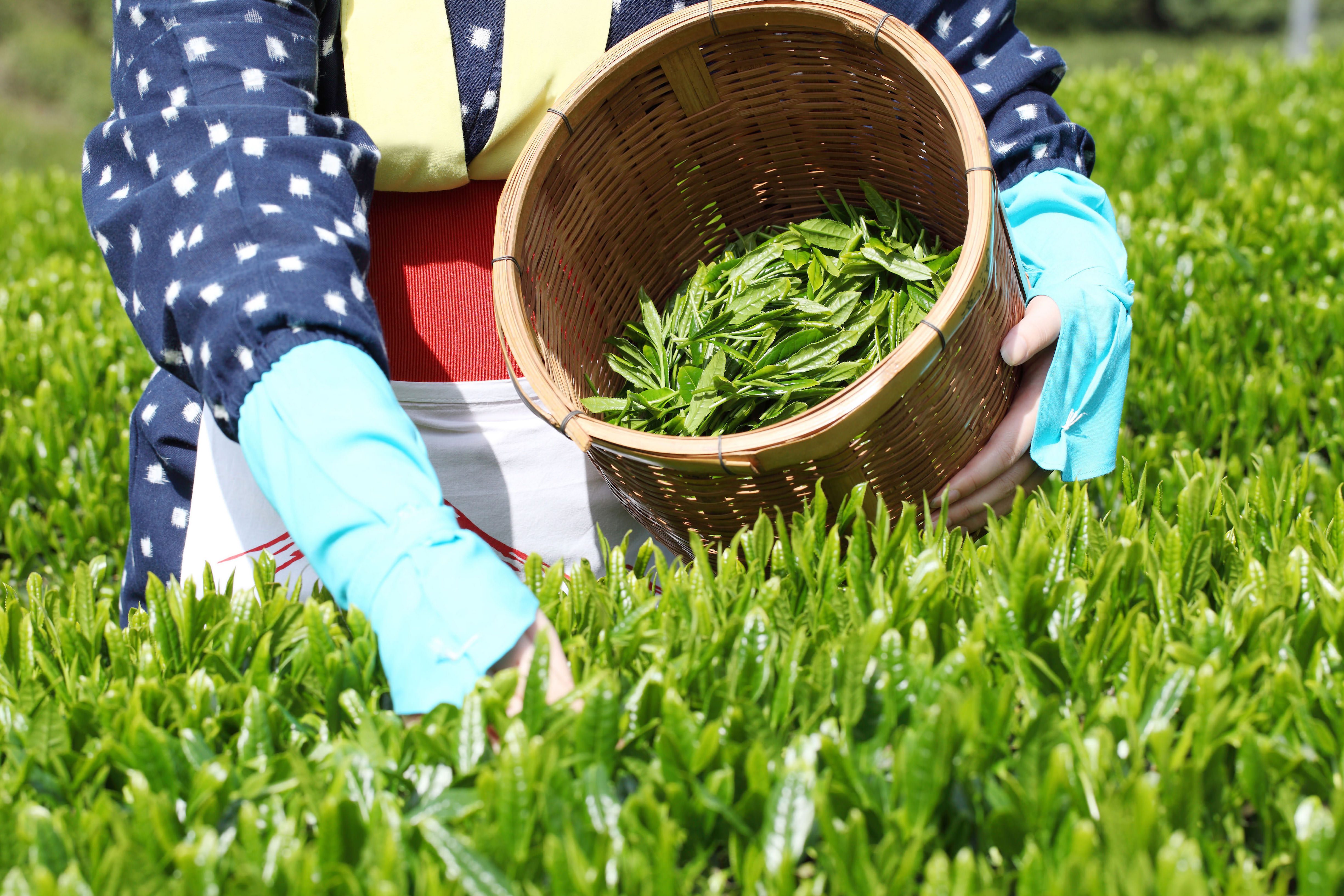 Вырастить чайный. Сбор чая матча. Сбор чайного листа на 11%. Tea Picker harvesting Tea leaves. Сбор чаевых.