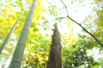 タケノコ