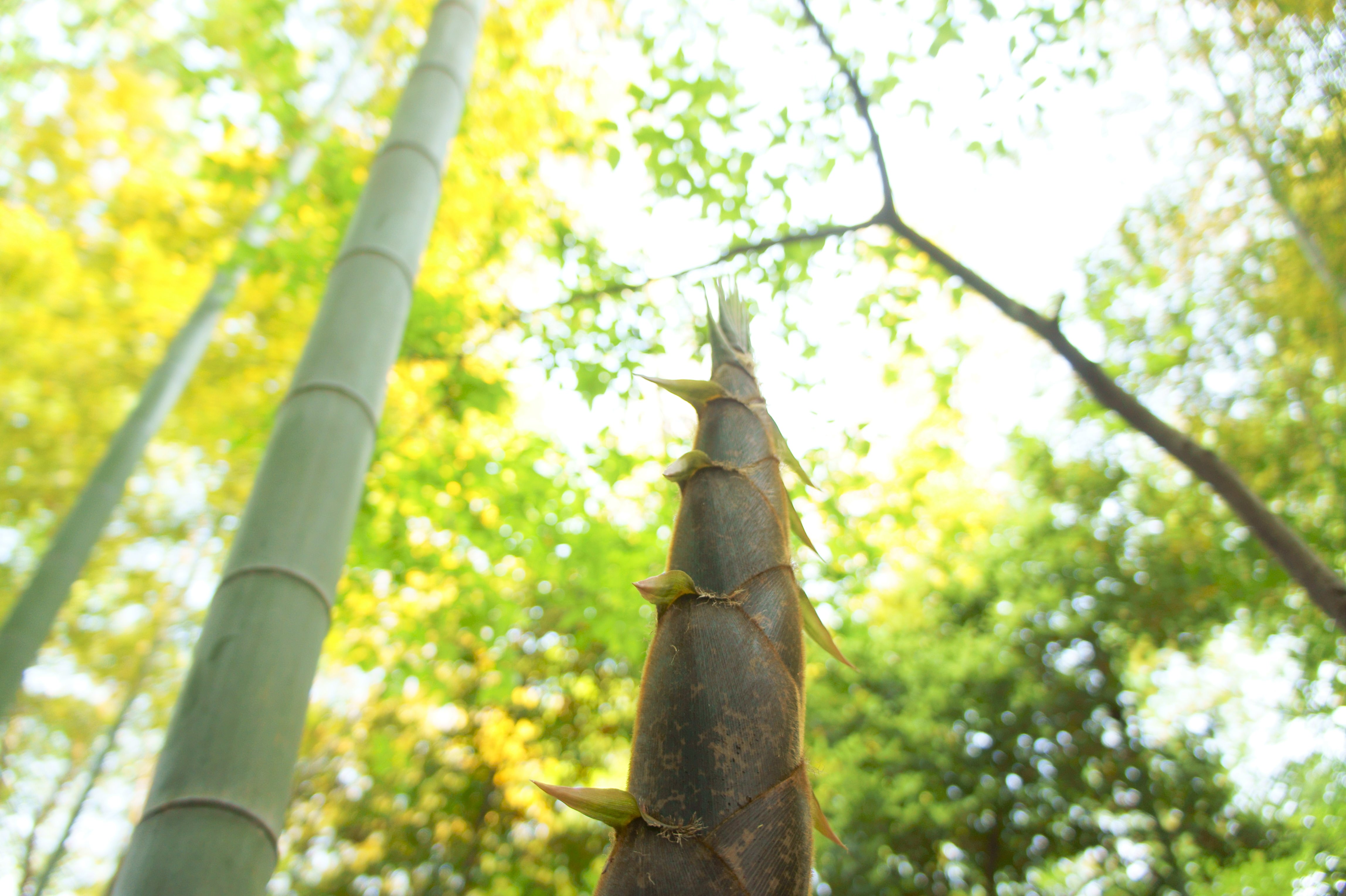 タケノコ