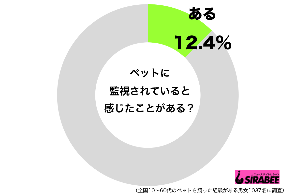 調査ペット