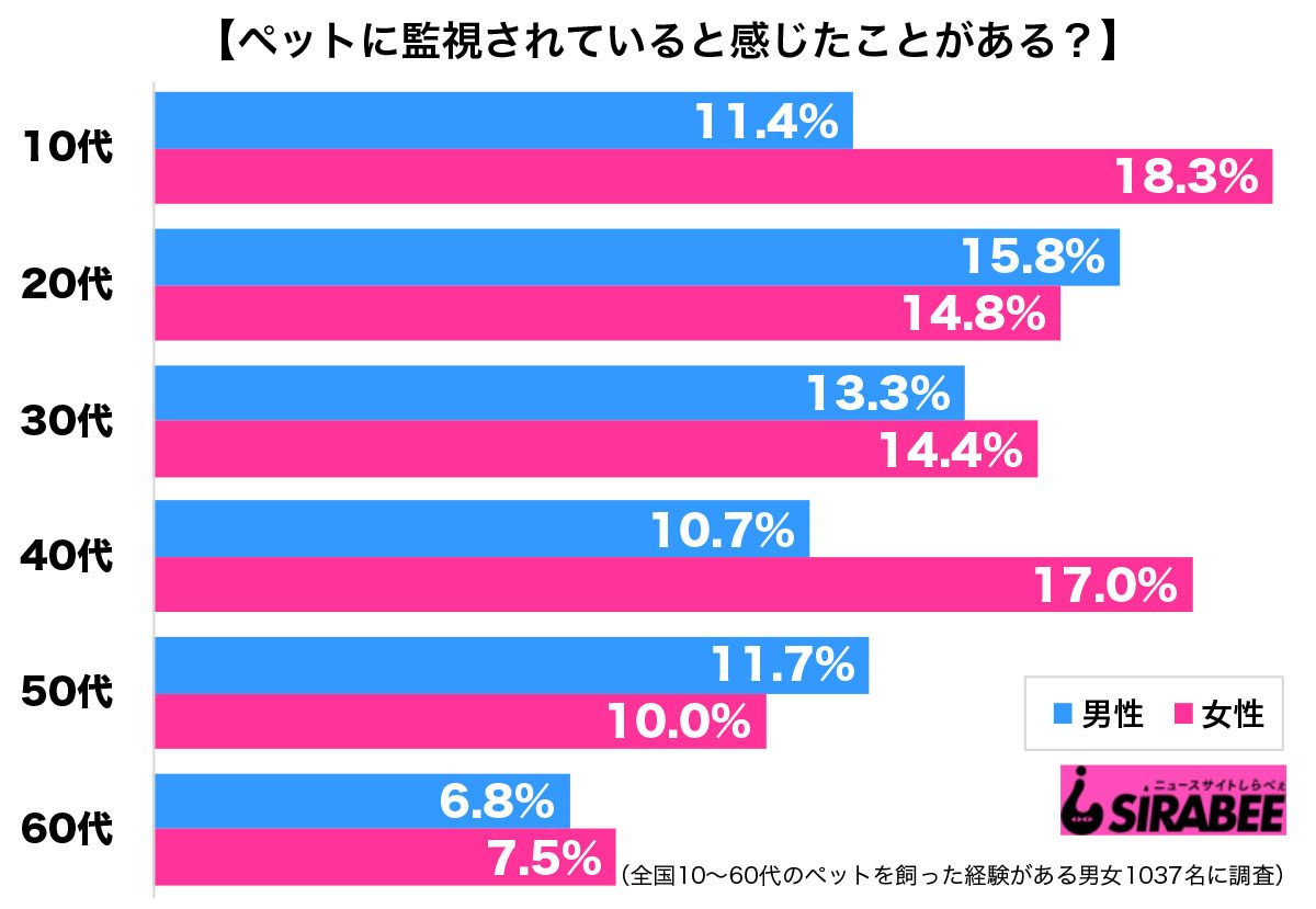 調査ペット