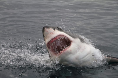 サメが21歳女性を襲う 四肢をボロボロに食いちぎられ死亡 ニュースサイトしらべぇ