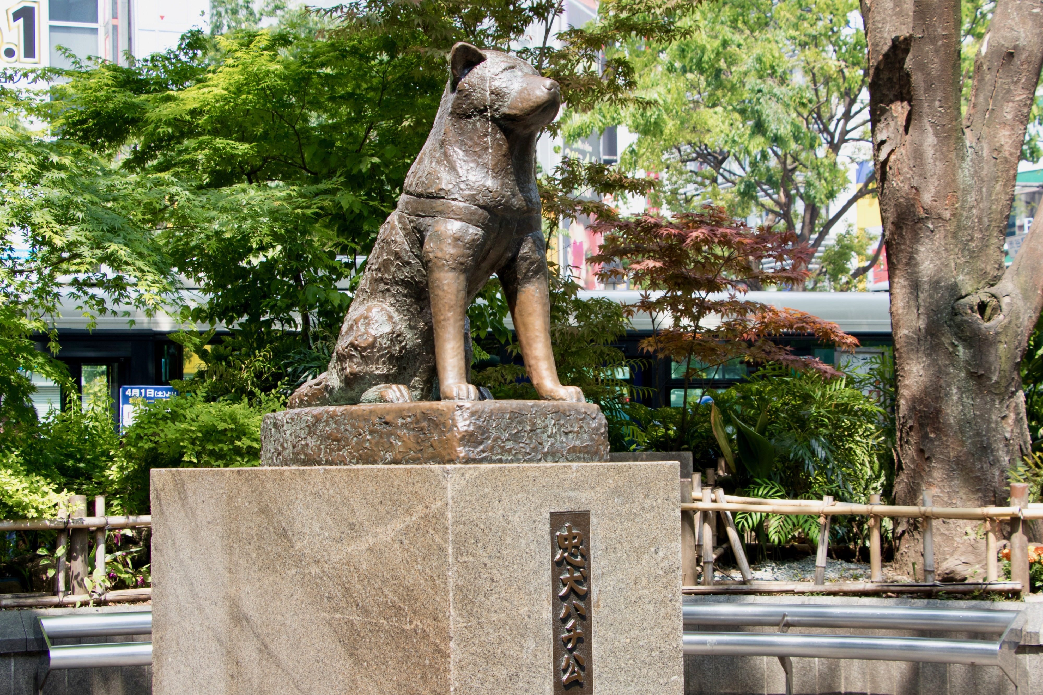 Хатико адрес. Сибуя Хатико. Памятник Хатико в Токио. Женьшень достопримечательности статуя хоитко. Как выглядит Хатико.