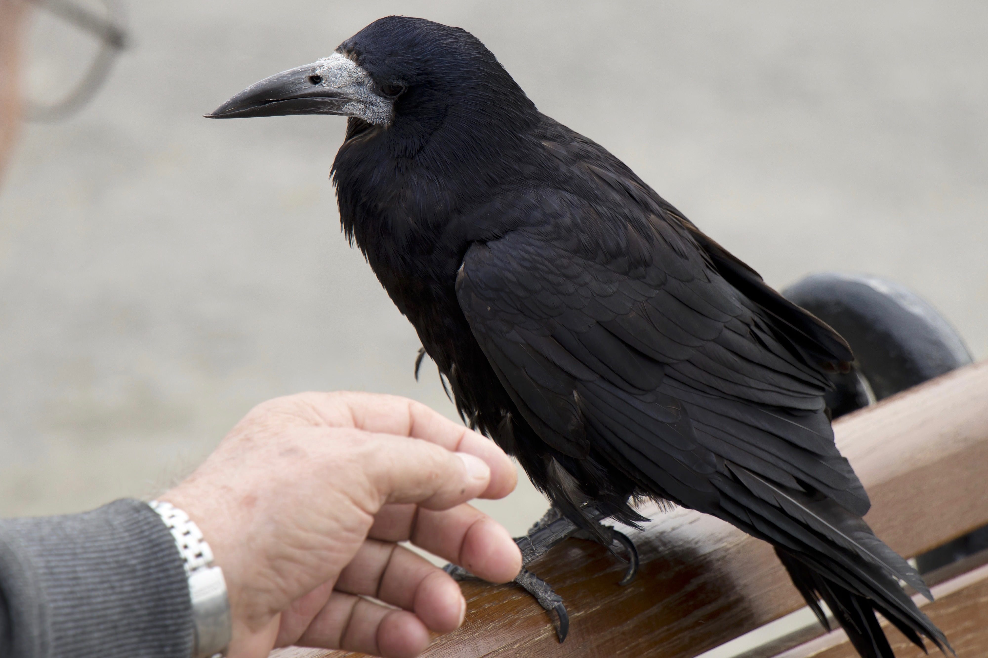 ツルならぬ カラスの恩返し 女性宅の窓辺に贈り物が届く Sirabee