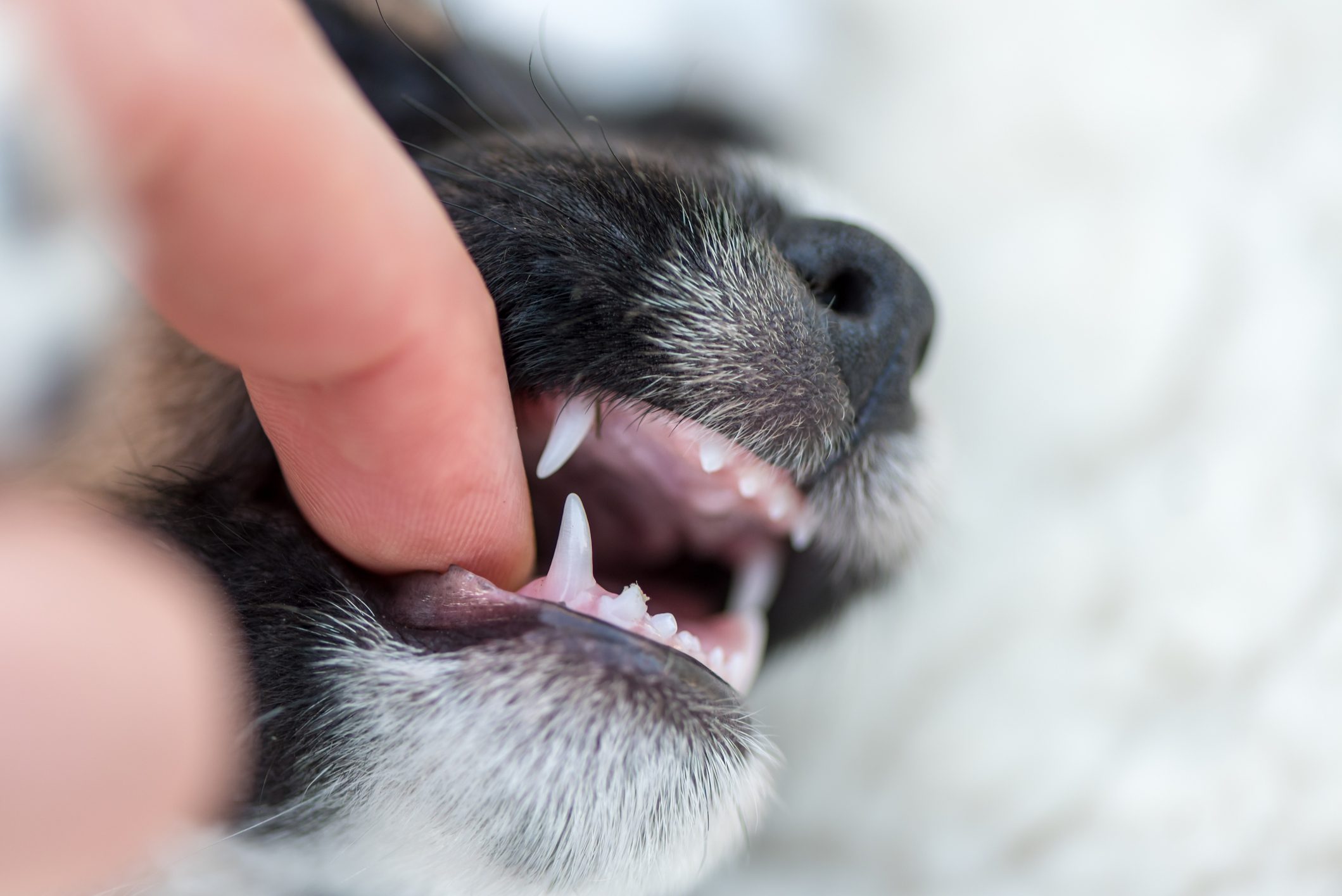 犬