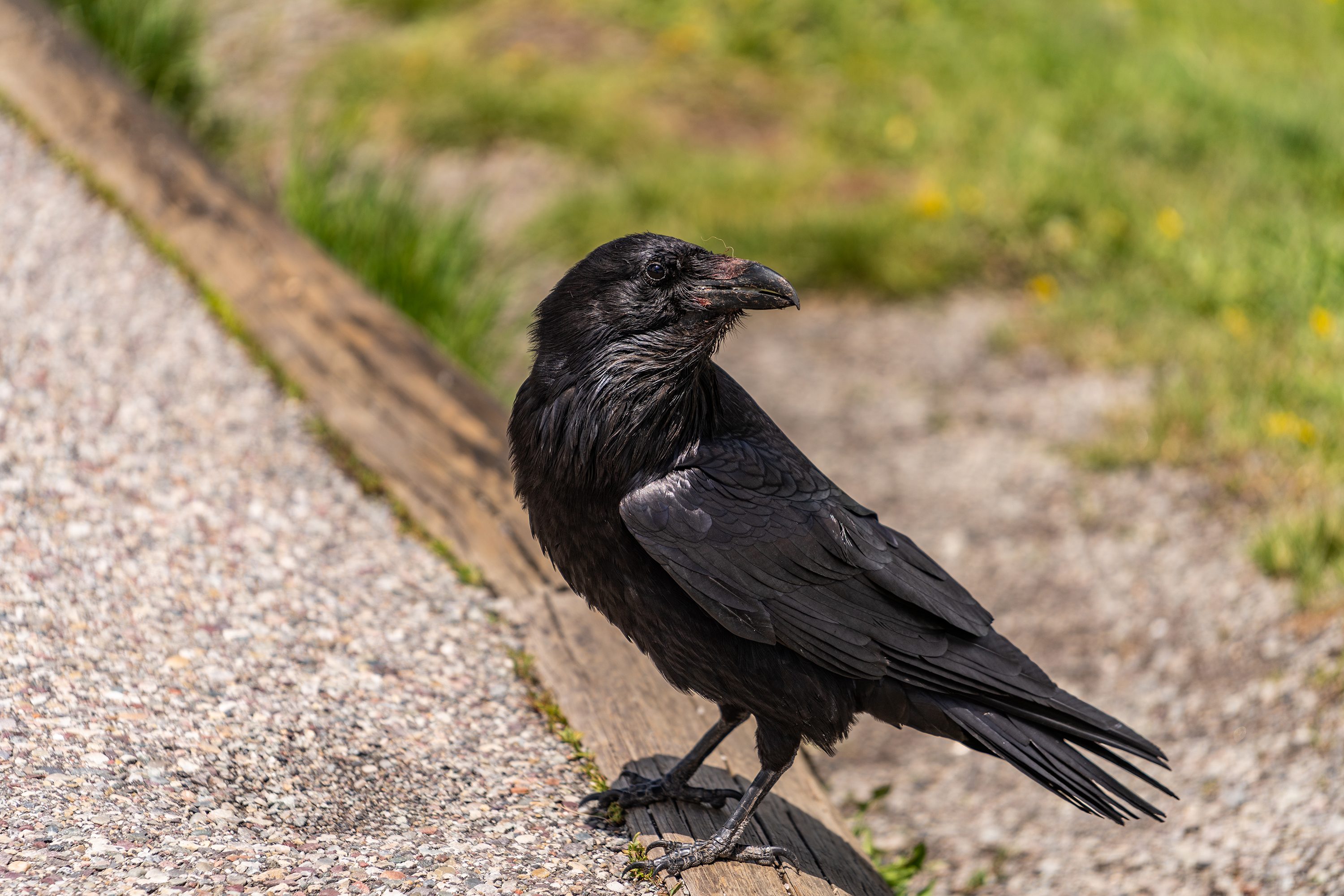 ヒナを死なせたと逆恨み 3年間カラスに集団で襲われ続ける Page 2 ニュースサイトしらべぇ