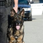 「魔法の嗅覚」を持つ警察犬　捜索難航の3歳児をわずか29分で発見