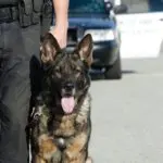 特訓の時間だワン！　警察官に厳しい訓練を課す“鬼教官”　その勇姿が「可愛すぎー！」と話題