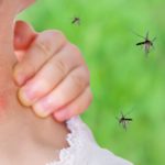 ニワトリからウイルス検出　蚊が媒介する「東部ウマ脳炎」が恐ろしい