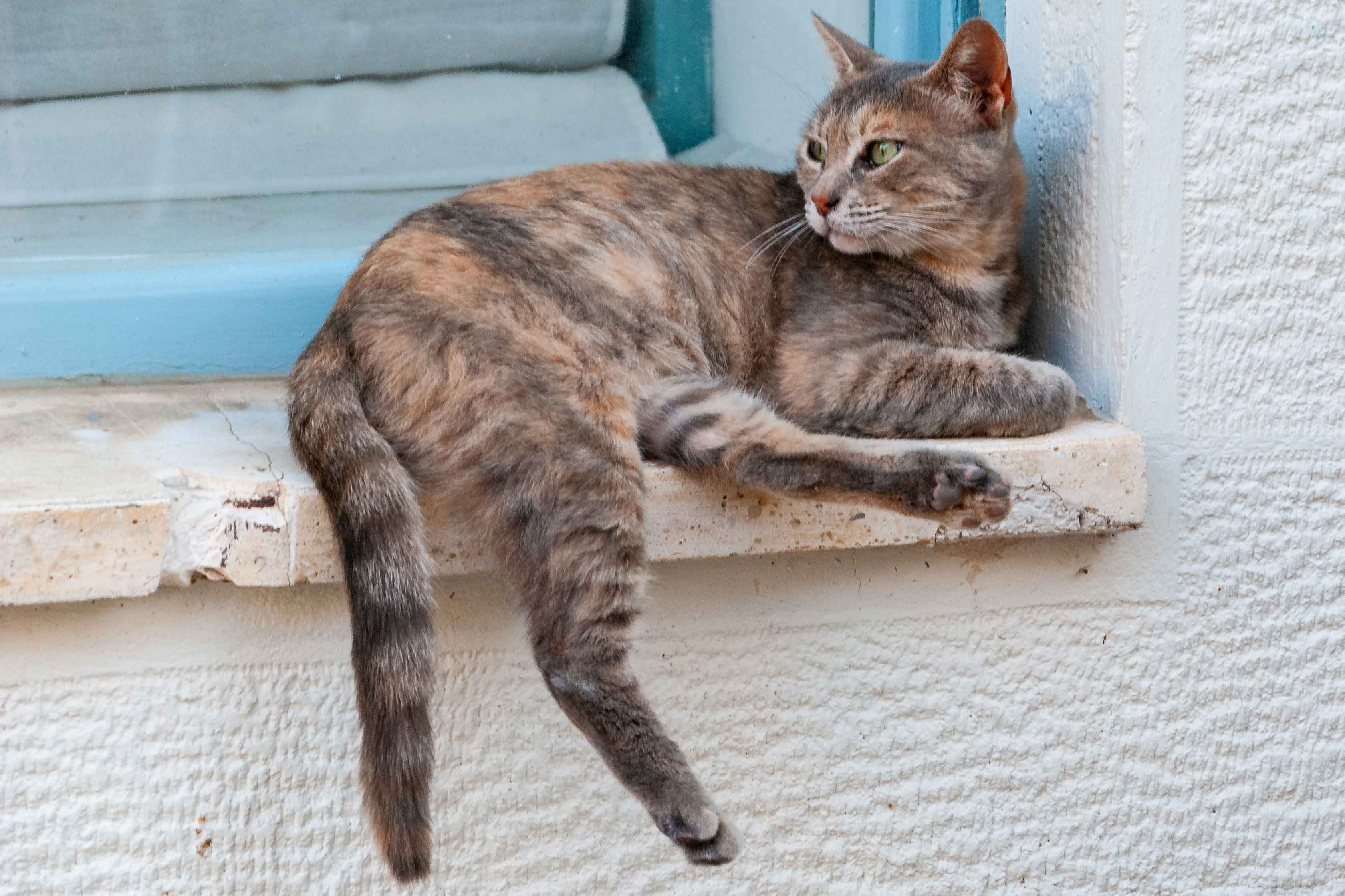 窓から降りれない猫