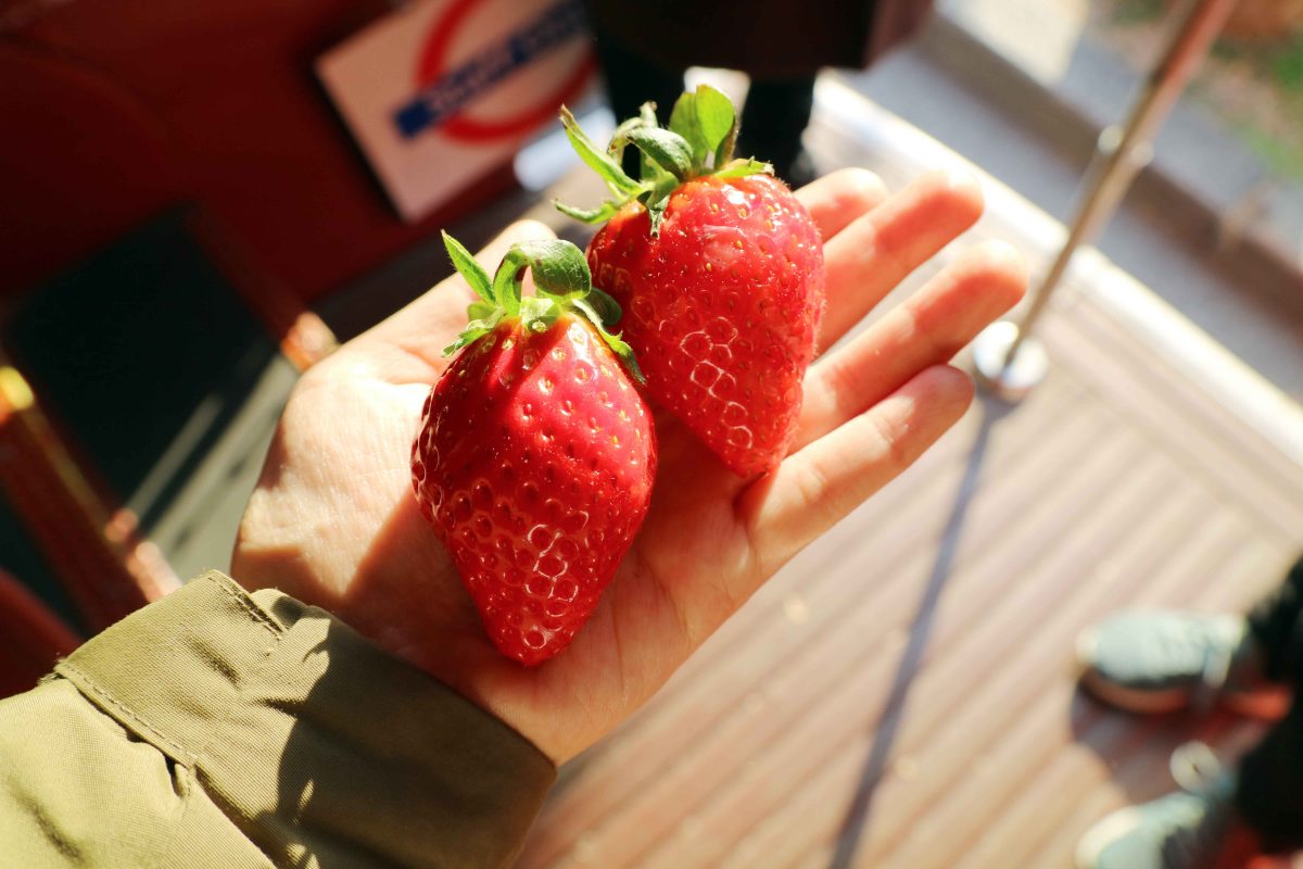 sirabee20200114ichigosan12