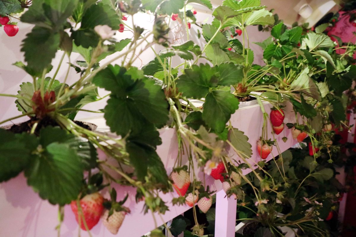 sirabee20200114ichigosan25