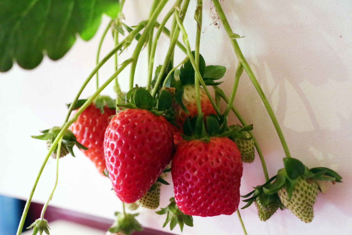 sirabee20200114ichigosan28