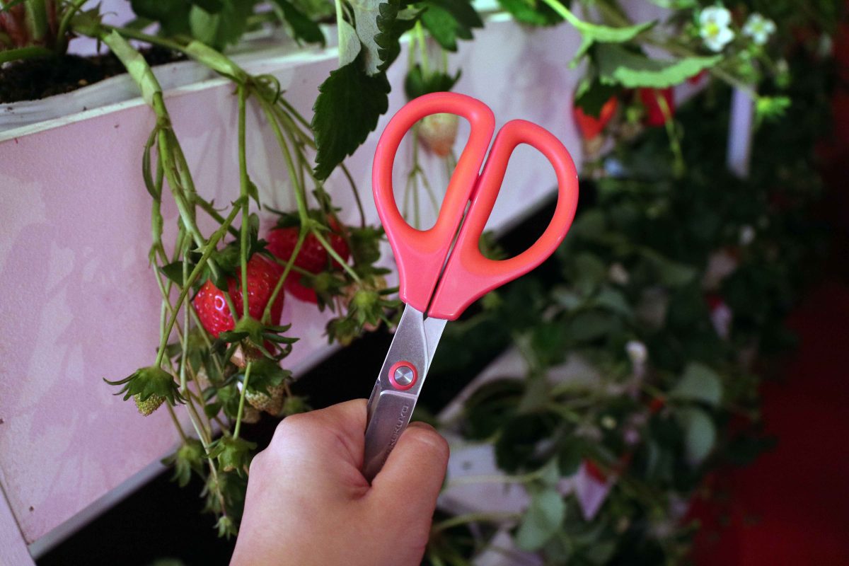 sirabee20200114ichigosan5