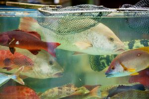 コロナウイルスの影響から食糧難を恐れ…　生きた魚の保存方法に心配の声