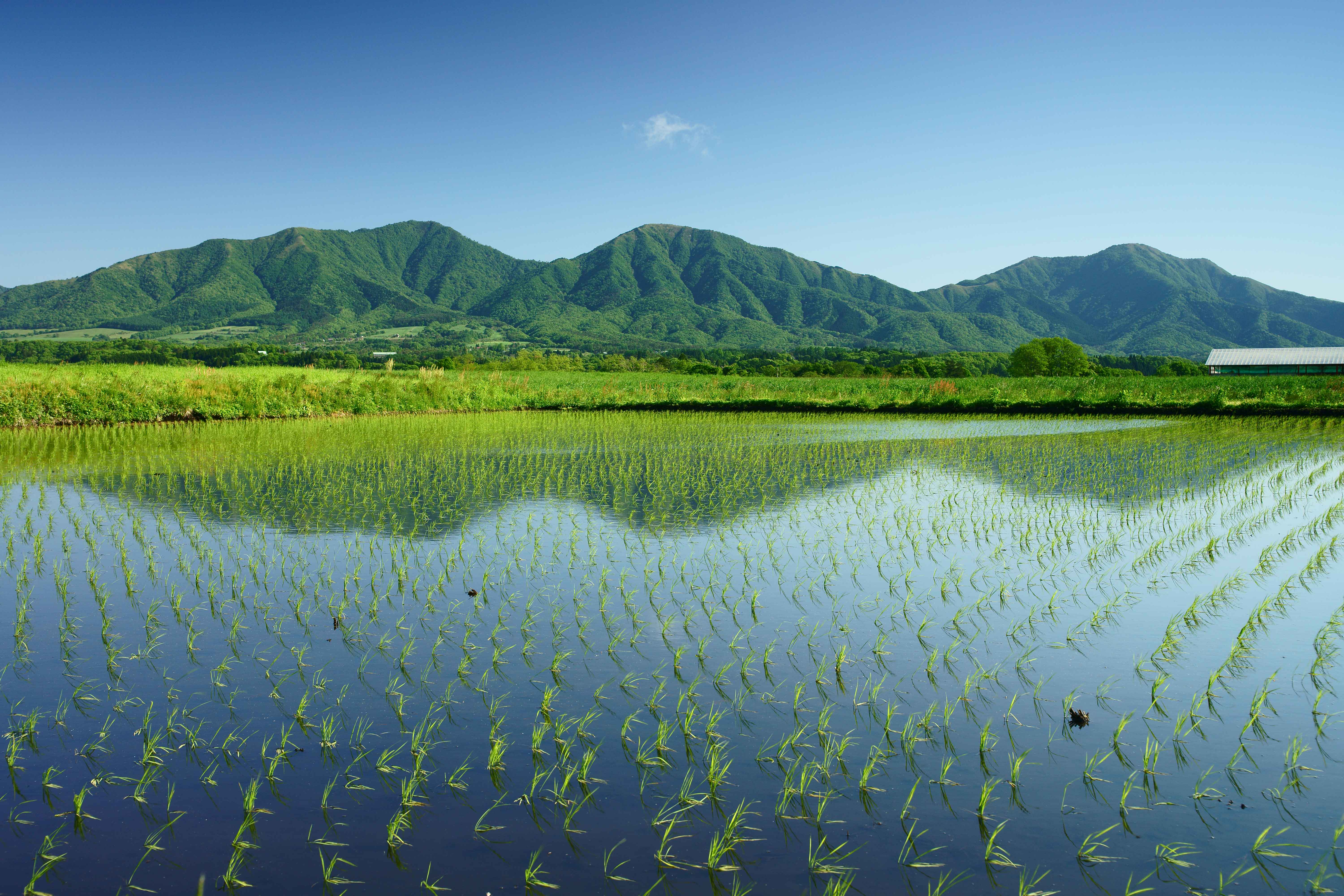 田舎