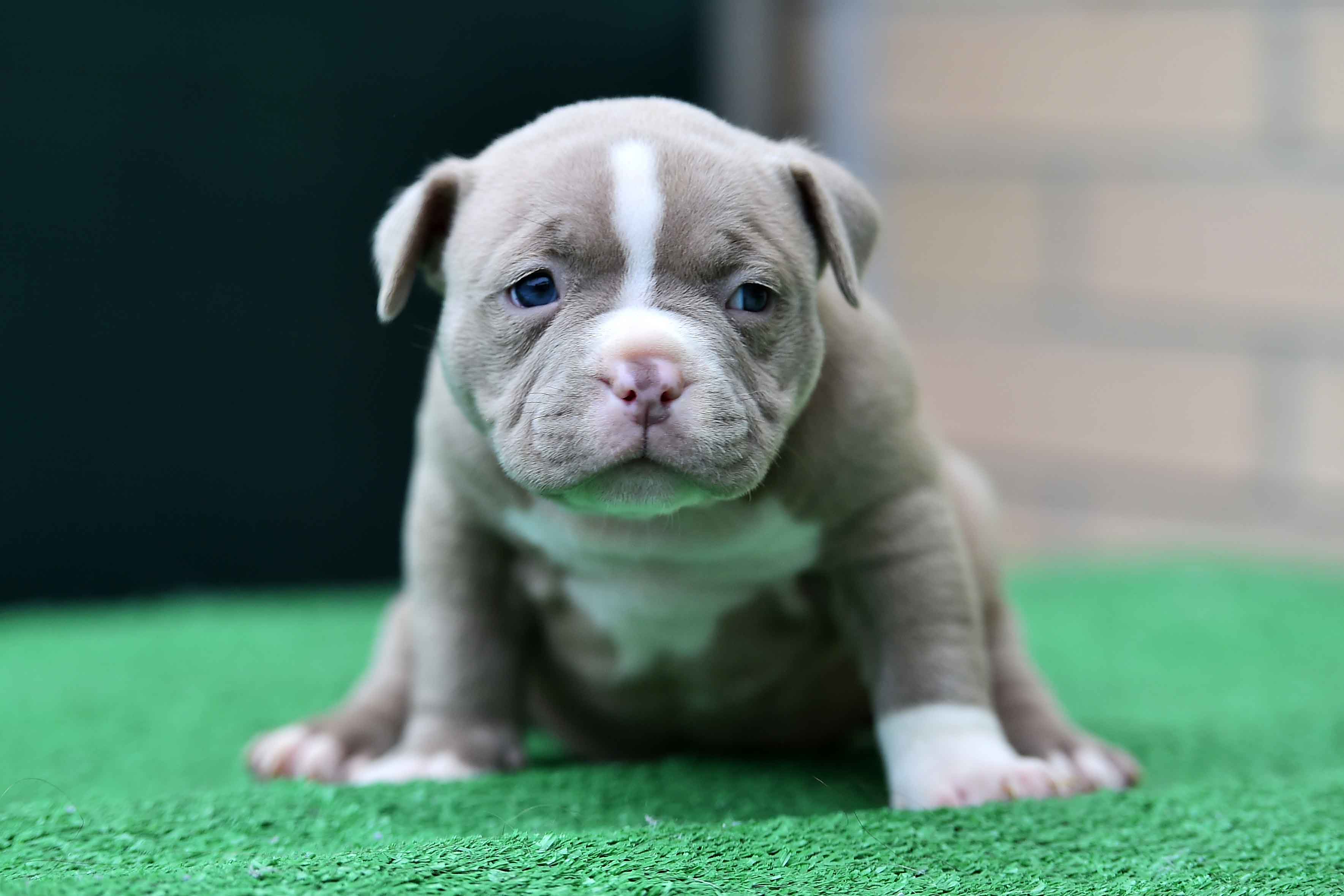 子犬