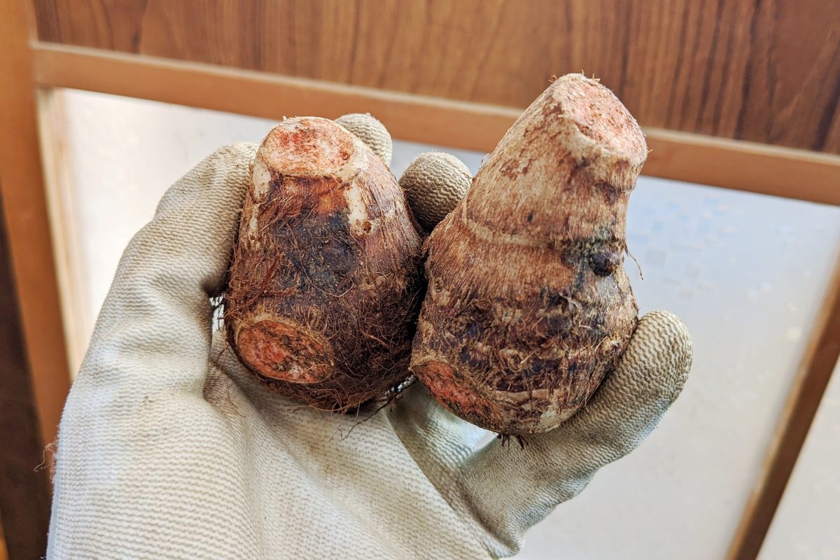 sirabee20200207satoimo2