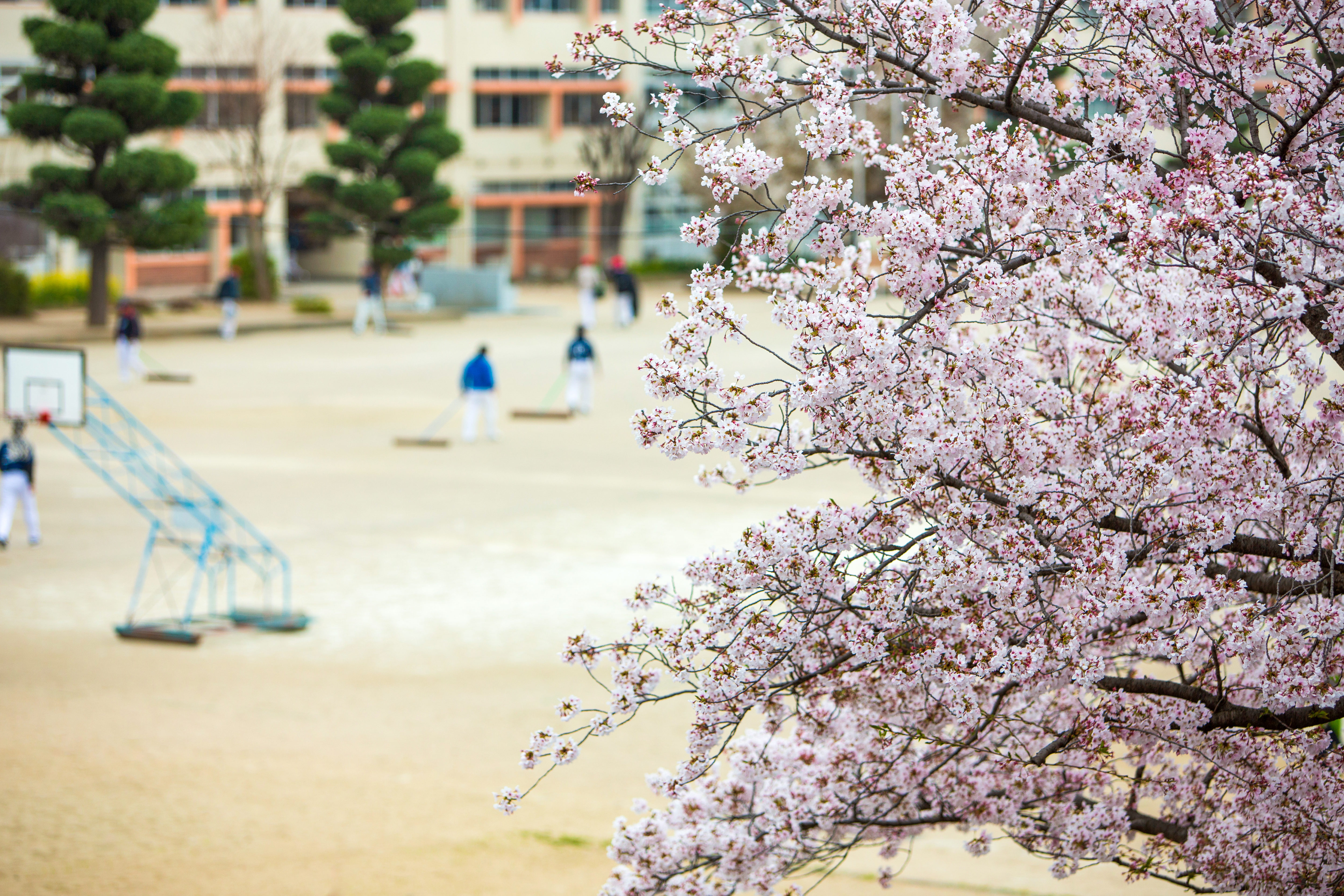 桜と学校